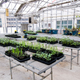 Illustration for article titled Emory Greenhouse